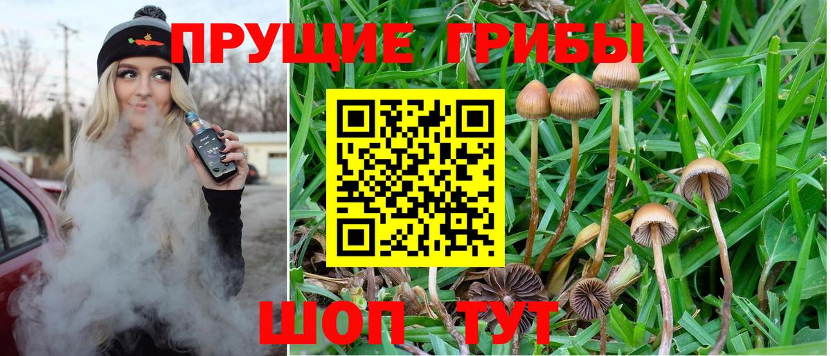 Псилоцибиновые грибы мицелий Ижевск